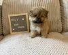 Shihpoo
