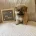 Shihpoo