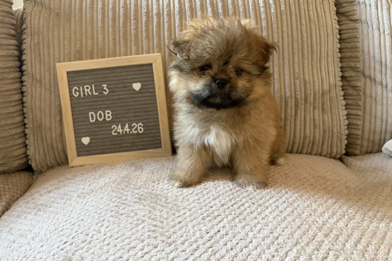 Shihpoo
