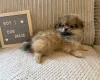 Shihpoo