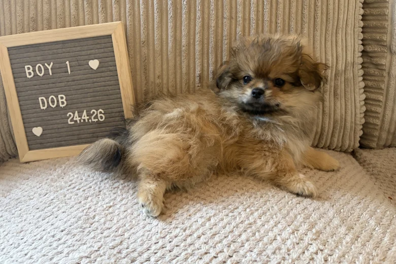 Shihpoo