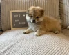 Shihpoo