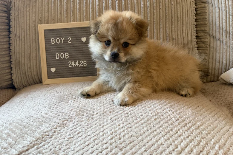 Shihpoo