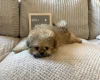 Shihpoo