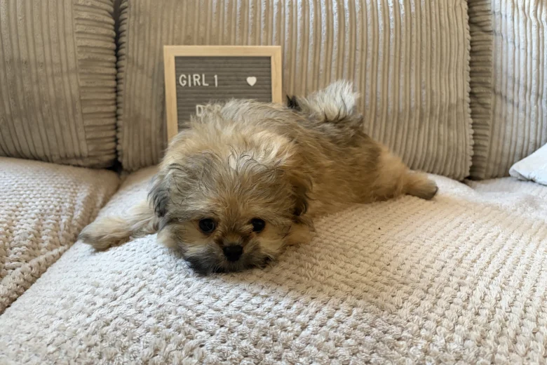 Shihpoo