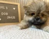 Shihpoo