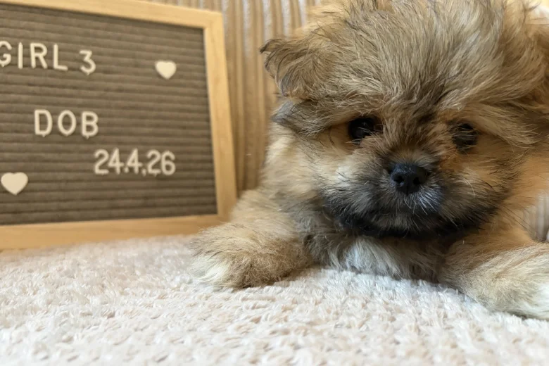Shihpoo