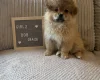 Shihpoo