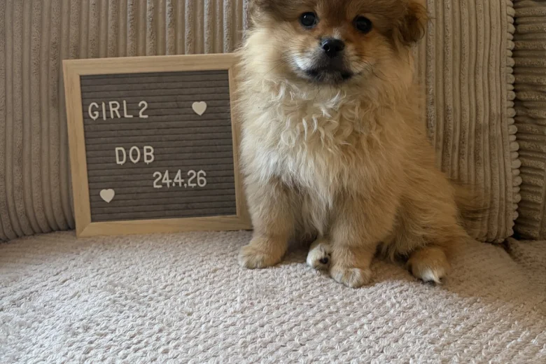 Shihpoo