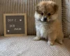 Shihpoo