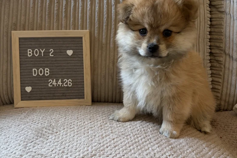 Shihpoo