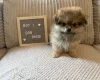 Shihpoo