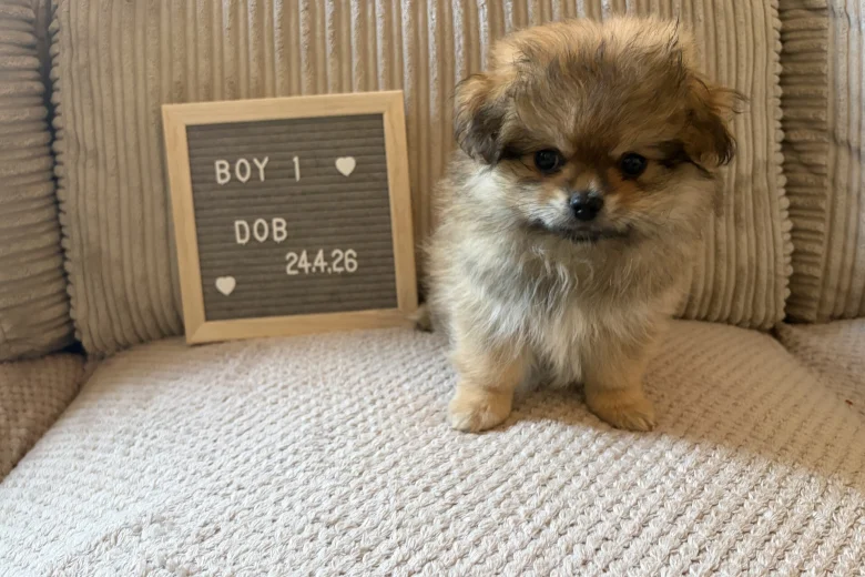 Shihpoo