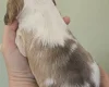 Cocker Spaniel (Show)