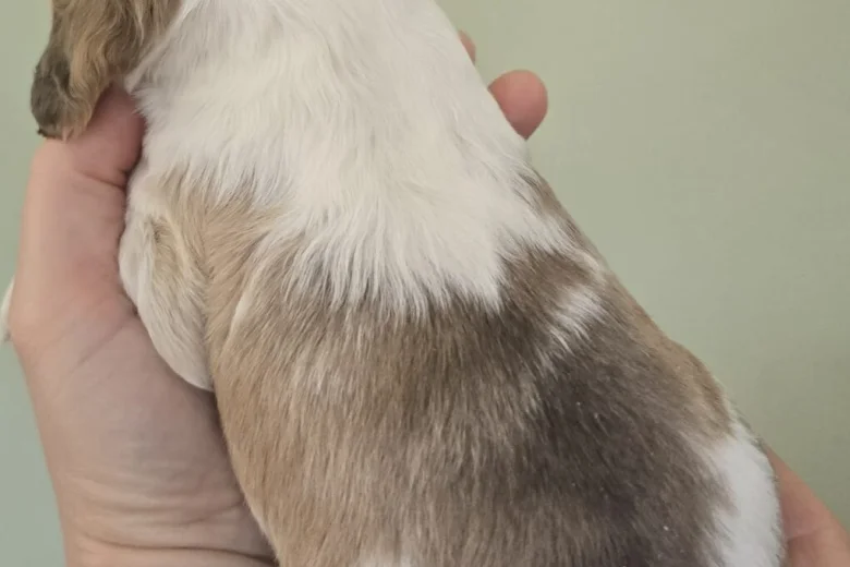 Cocker Spaniel (Show)