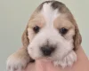 Cocker Spaniel (Show)