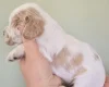 Cocker Spaniel (Show)