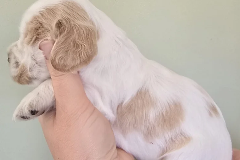 Cocker Spaniel (Show)