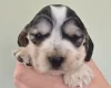 Cocker Spaniel (Show)
