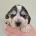 Cocker Spaniel (Show)