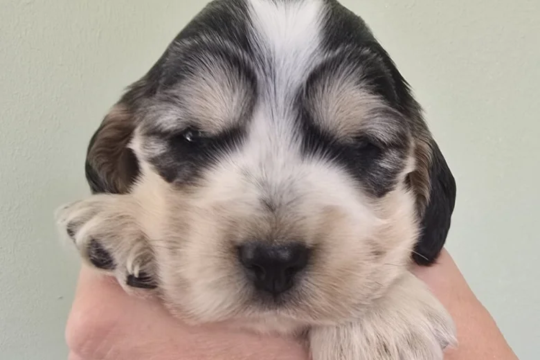 Cocker Spaniel (Show)