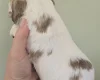 Cocker Spaniel (Show)