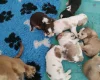 Cocker Spaniel (Show)