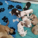Cocker Spaniel (Show)