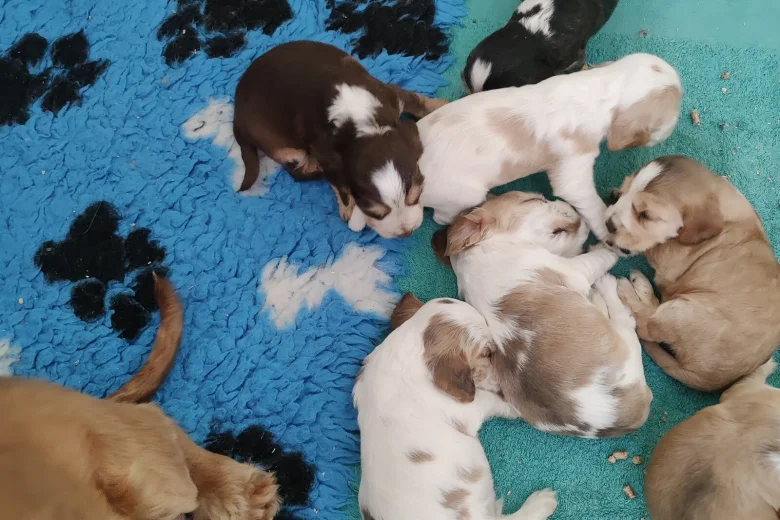 Cocker Spaniel (Show)