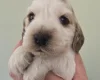Cocker Spaniel (Show)