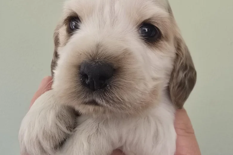 Cocker Spaniel (Show)