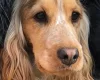 Cocker Spaniel (Show)