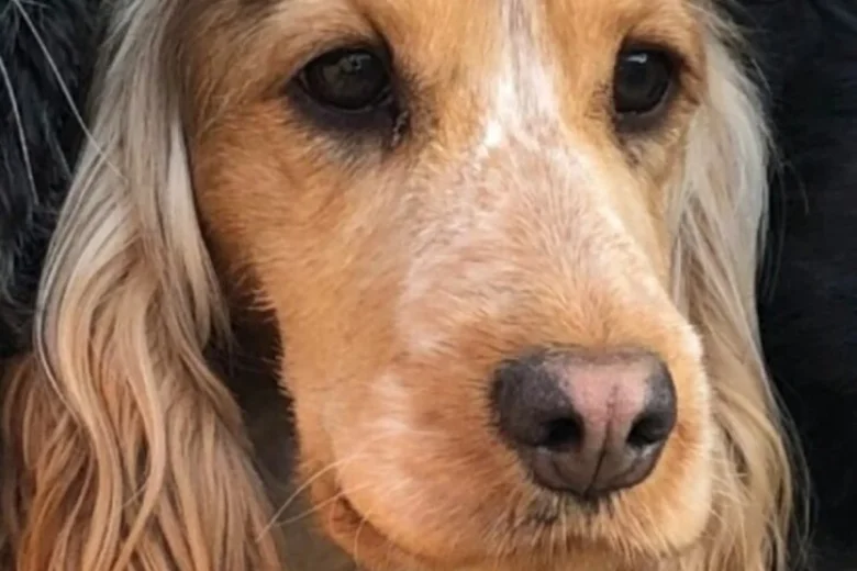 Cocker Spaniel (Show)