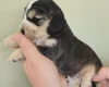 Cocker Spaniel (Show)