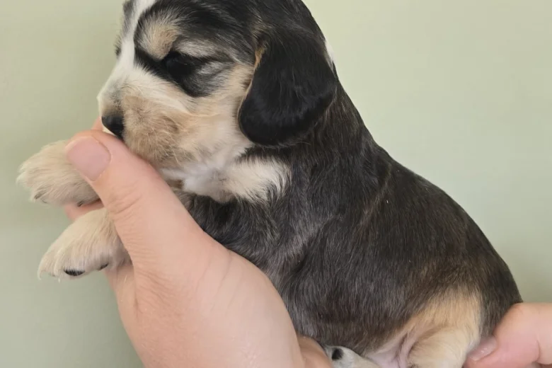 Cocker Spaniel (Show)
