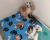 Cocker Spaniel (Show)