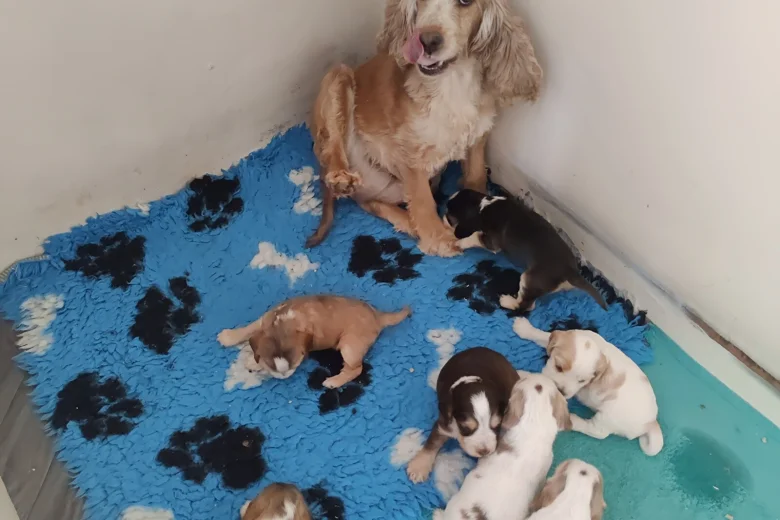 Cocker Spaniel (Show)