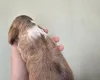 Cocker Spaniel (Show)