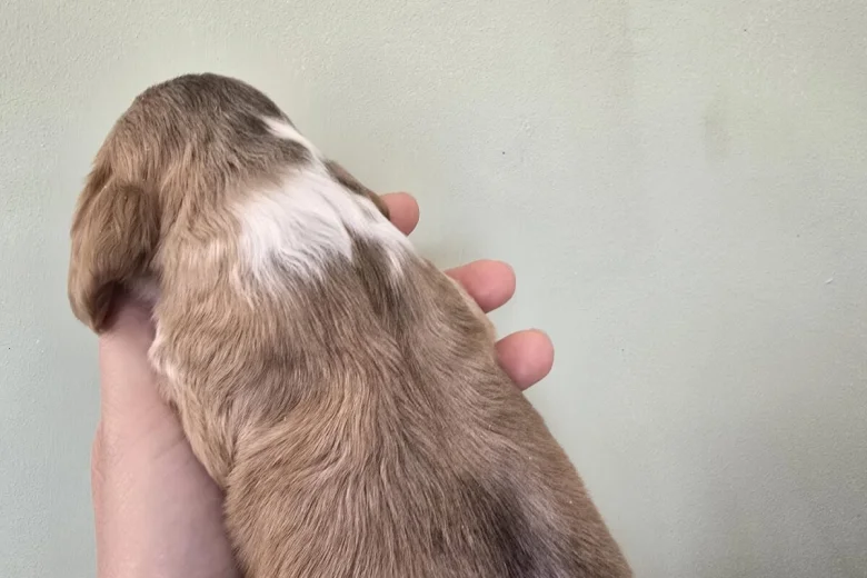 Cocker Spaniel (Show)