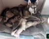 Siberian Husky