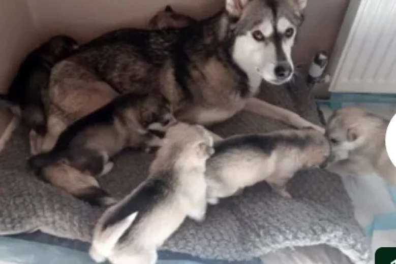 Siberian Husky