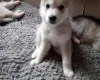 Siberian Husky