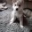 Siberian Husky
