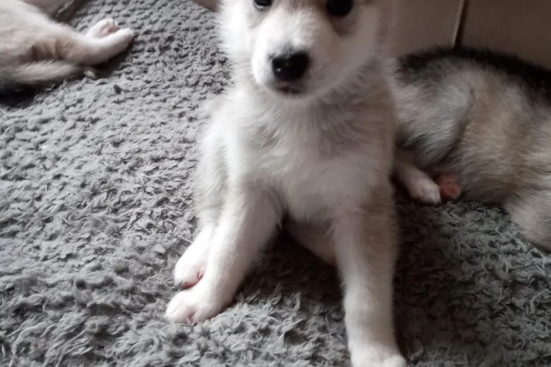 Siberian Husky