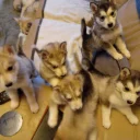 Siberian Husky