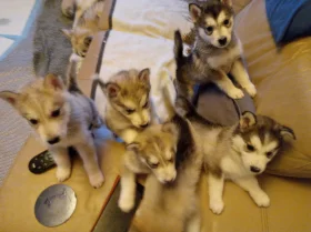 Siberian Husky