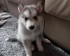 Siberian Husky
