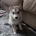 Siberian Husky