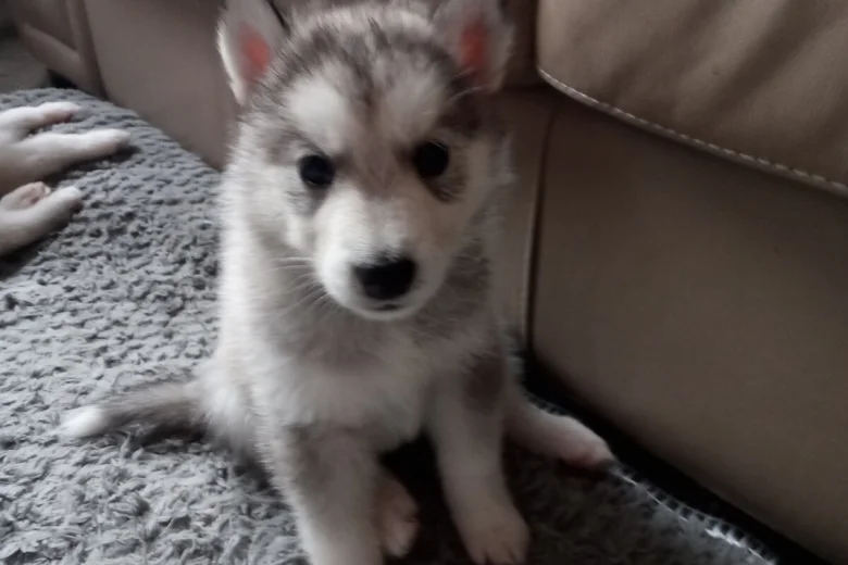Siberian Husky
