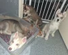 Siberian Husky
